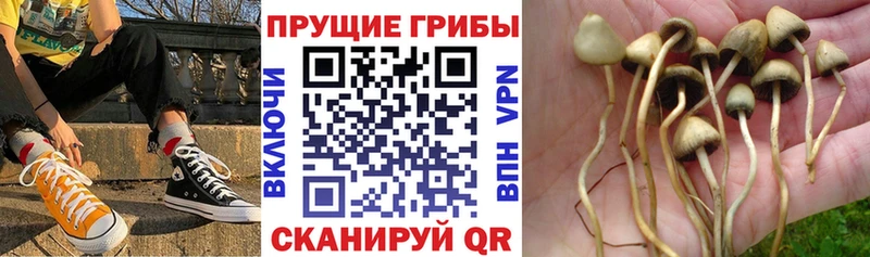 Псилоцибиновые грибы GOLDEN TEACHER  сколько стоит  Сочи 